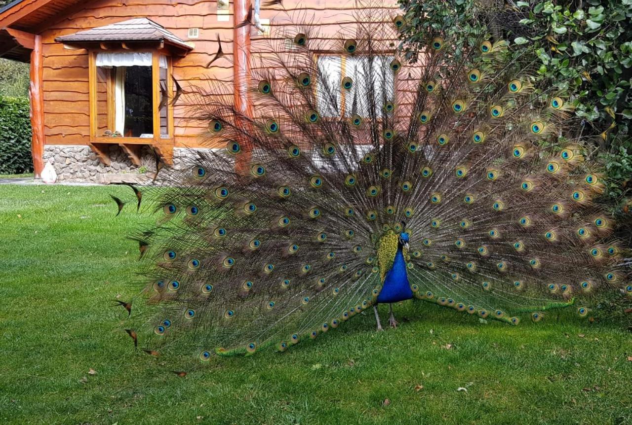 El Aguila Aparthotel San Carlos de Bariloche Ngoại thất bức ảnh